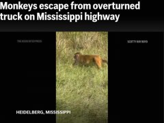美国一卡车侧翻实验用猴逃脱 当地警告“具有攻击性”